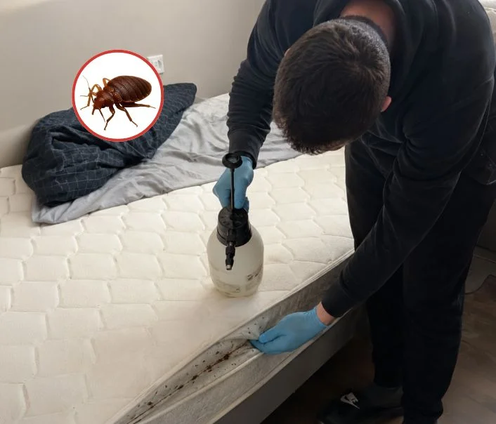 Technicien traitant un matelas contre les punaises de lit à Prunay-sur-Essonne